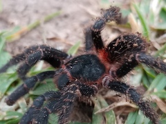 Homoeomma uruguayense