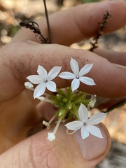 Plumbago zeylanica