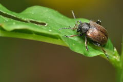 Bromius obscurus