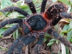 Homoeomma uruguayense