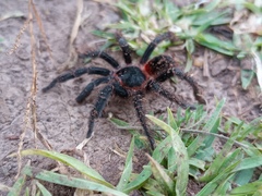 Homoeomma uruguayense