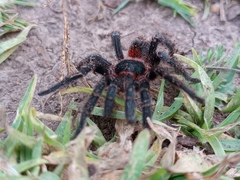 Homoeomma uruguayense