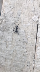 Myrmhopla