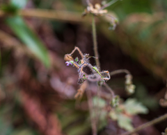 Geranium robertianum