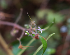Geranium robertianum