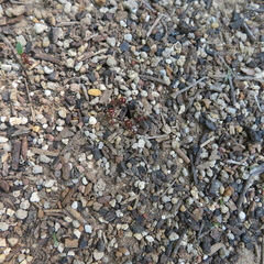 Pogonomyrmex barbatus