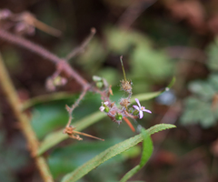 Geranium robertianum