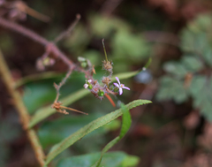 Geranium robertianum