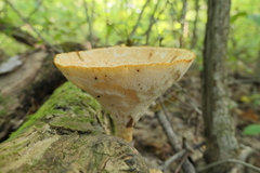 Polyporus