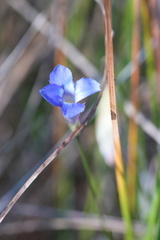 Gentianopsis virgata