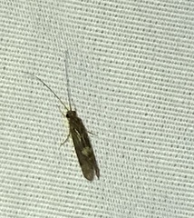 Trichoptera