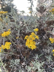 Eriophyllum
