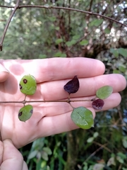 Coprosma rotundifolia