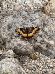 Chlosyne californica