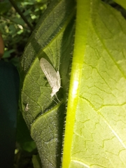 Maccaffertium terminatum terminatum
