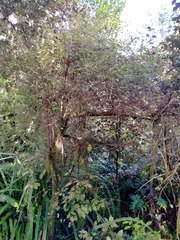 Coprosma rotundifolia