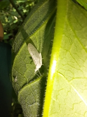 Maccaffertium terminatum terminatum