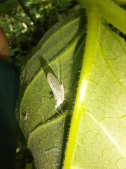 Maccaffertium terminatum terminatum