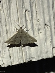 Phalaenostola metonalis