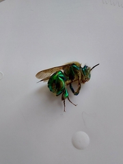 Euglossa
