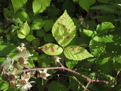 Phragmidium violaceum