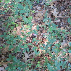 Lespedeza procumbens