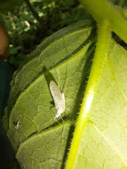 Maccaffertium terminatum terminatum