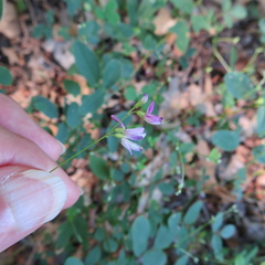Lespedeza procumbens