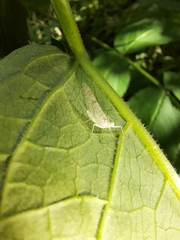 Maccaffertium terminatum terminatum