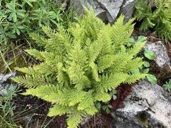 Athyrium americanum