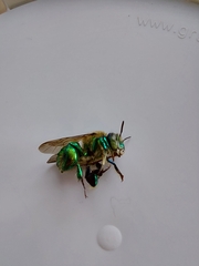 Euglossa