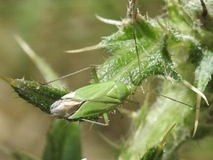 Calocoris affinis