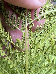 Athyrium americanum