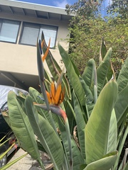Strelitzia reginae