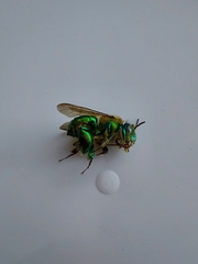 Euglossa