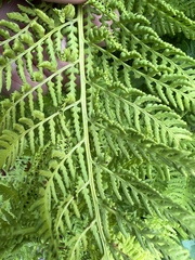 Athyrium americanum