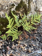 Pentagramma triangularis