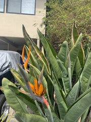 Strelitzia reginae