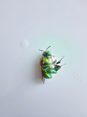 Euglossa