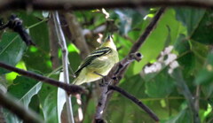 Piprites chloris