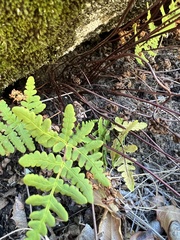 Pentagramma triangularis