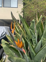 Strelitzia reginae