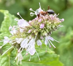 Formica pallidefulva