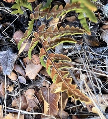 Pentagramma triangularis