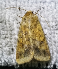 Helicoverpa zea