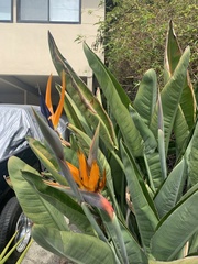 Strelitzia reginae