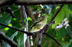 Piprites chloris