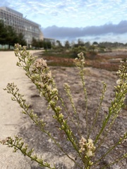 Erigeron