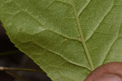 Eriophyes emarginatae