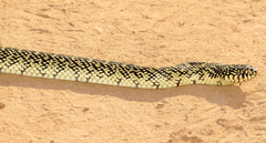 Lampropeltis holbrooki